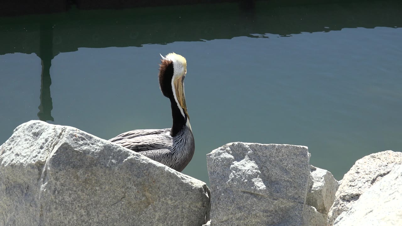 At 0:00, a large dark waterbird with a pale head stands behind sunlit rocks beside blue-green water in San Jose del Cabo, Mexico, with no visible people.