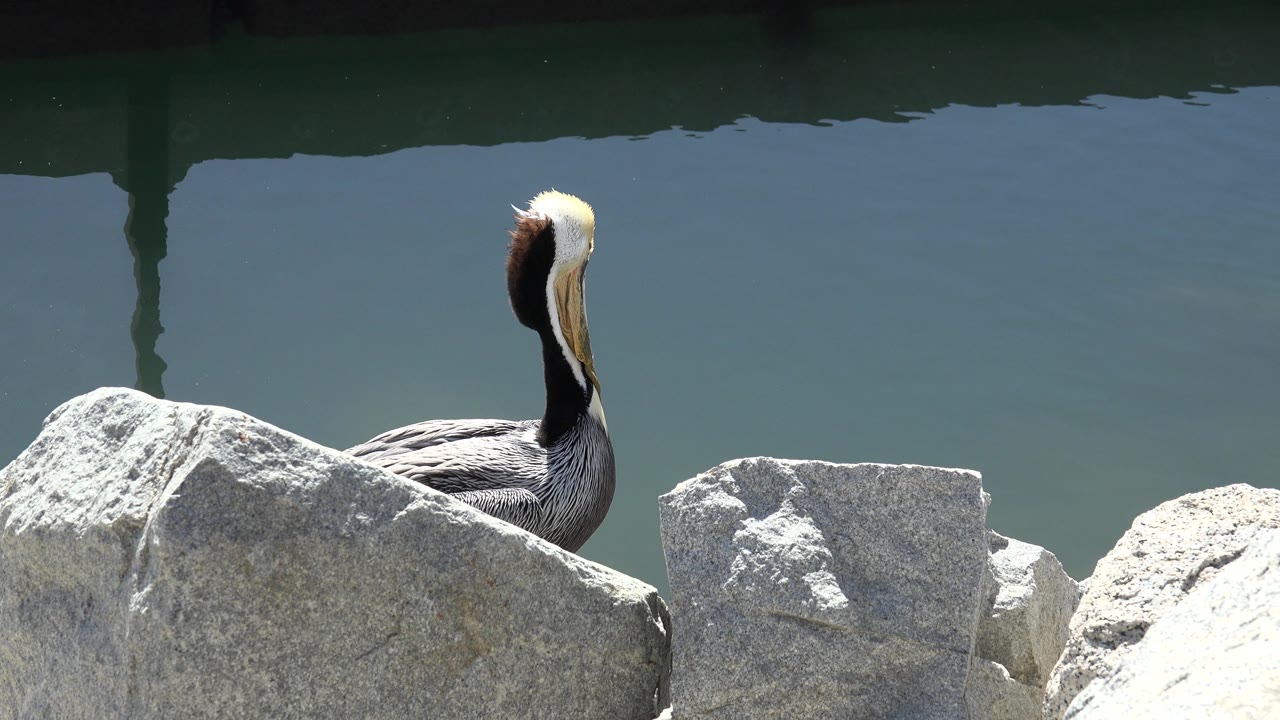 Large bird beside rocks with blue-green water in the background.