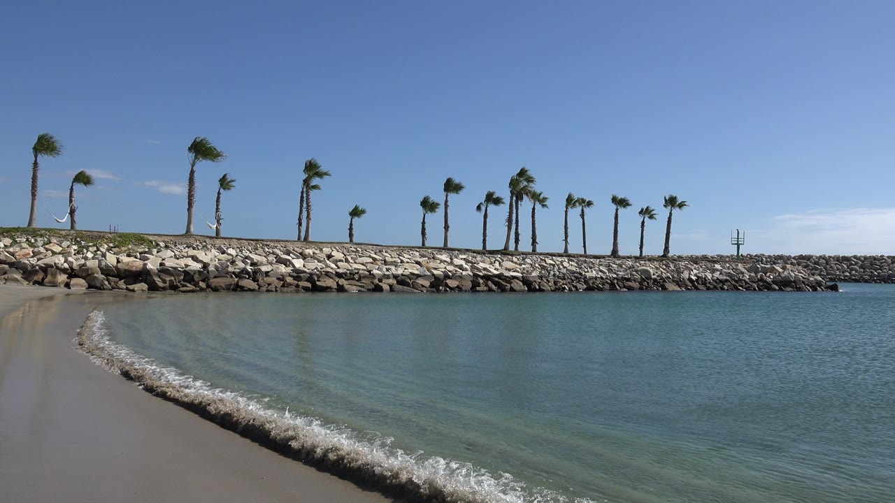 Foamy wave rolling toward clear water under palm trees