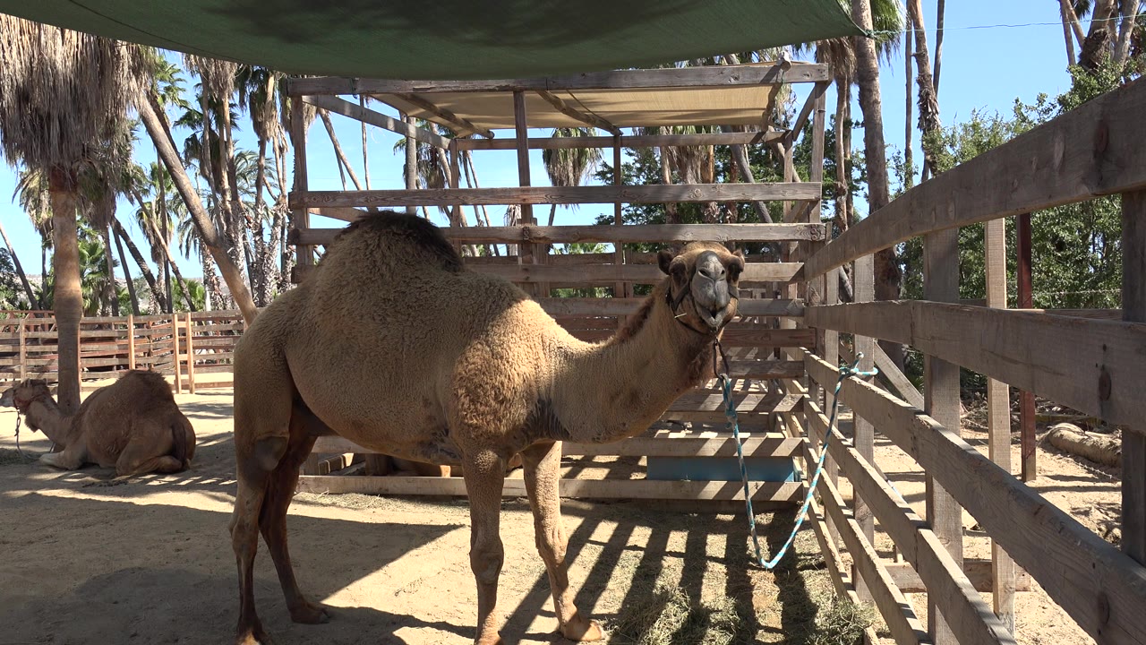 A tethered camel stands beside a wooden rail in a sandy stable in San Jose Del Cabo, Mexico, with another camel resting behind it and no visible people.
