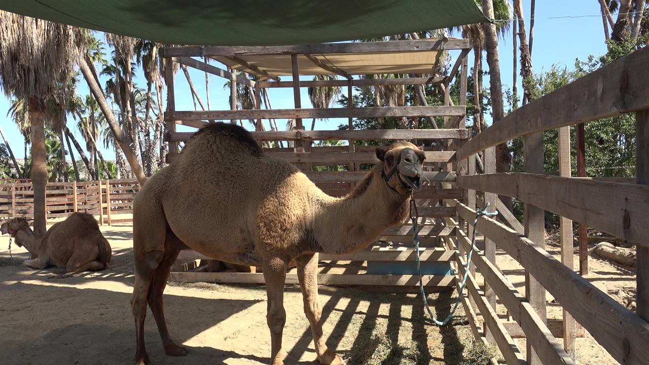 Standing camel beside fence in sun and shade