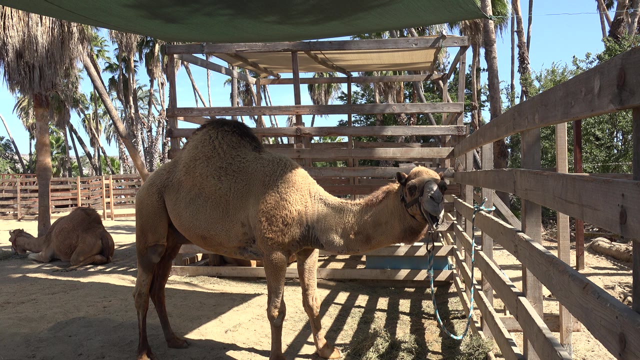 A standing camel faces right beside a wooden fence in San Jose del Cabo, Mexico, with a second camel resting on sandy ground behind it and no visible people.