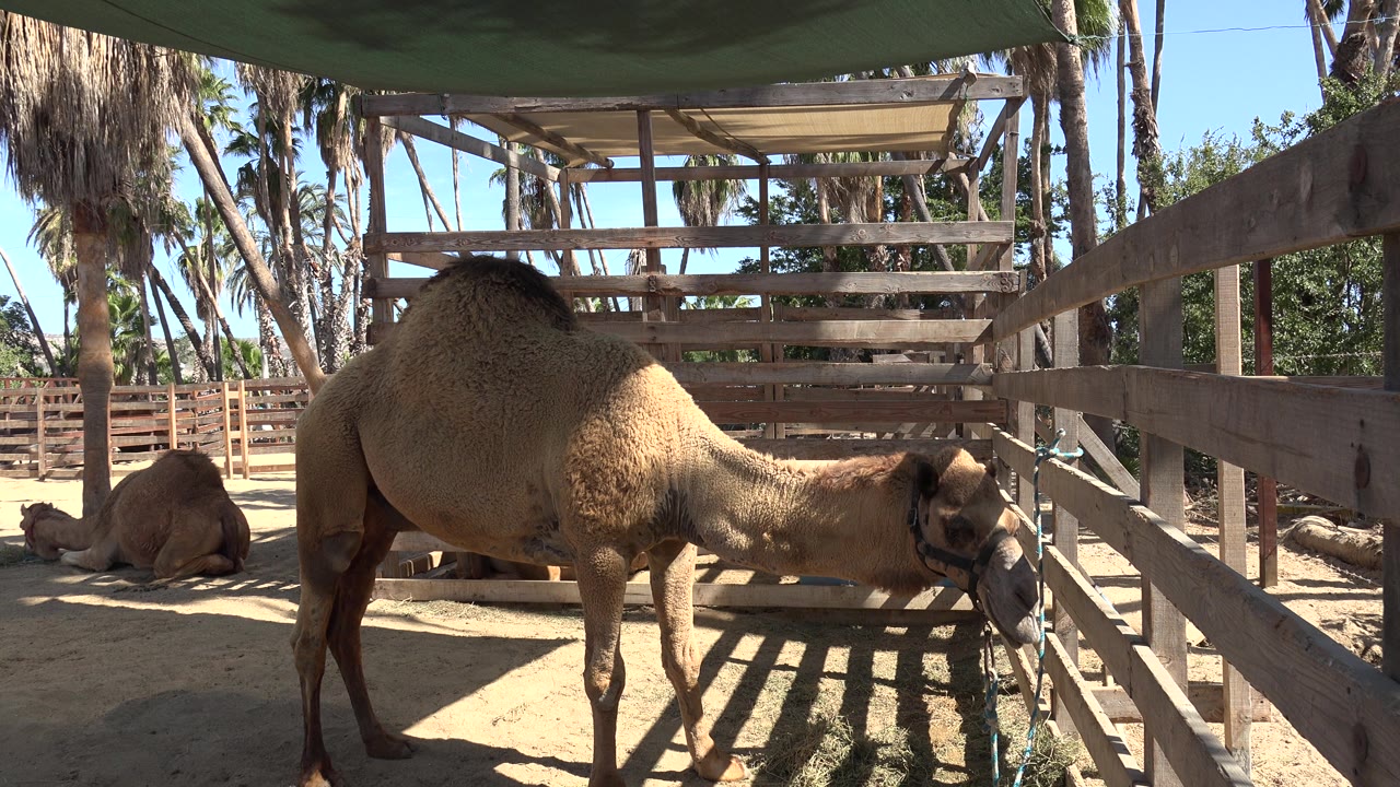 Camel leaning its head toward a wooden fence in a sandy enclosure