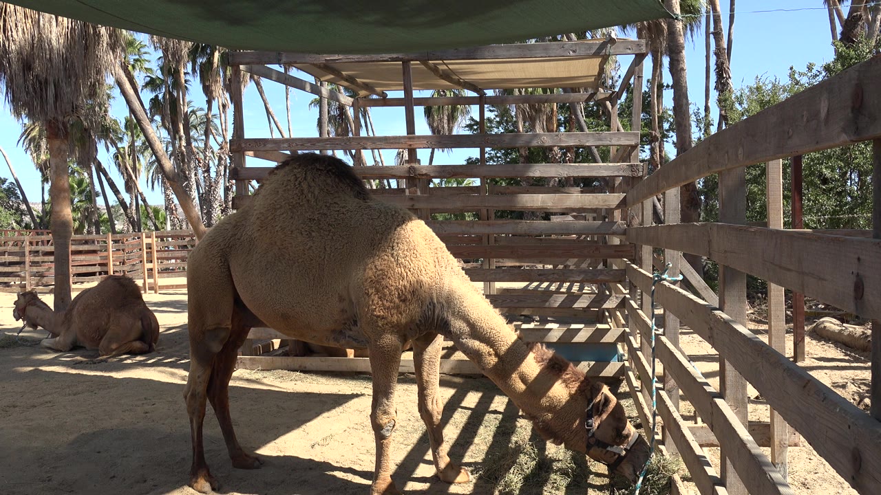 A camel lowers its head into a trough beside wooden rails in a sandy enclosure in San Jose del Cabo, Mexico, with another camel resting nearby and no visible people.