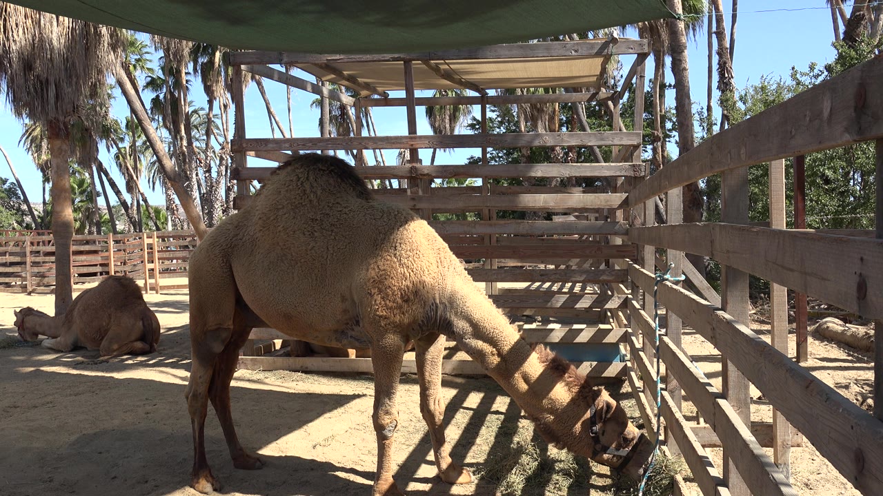 Camel feeding under shade fabric near wooden rails
