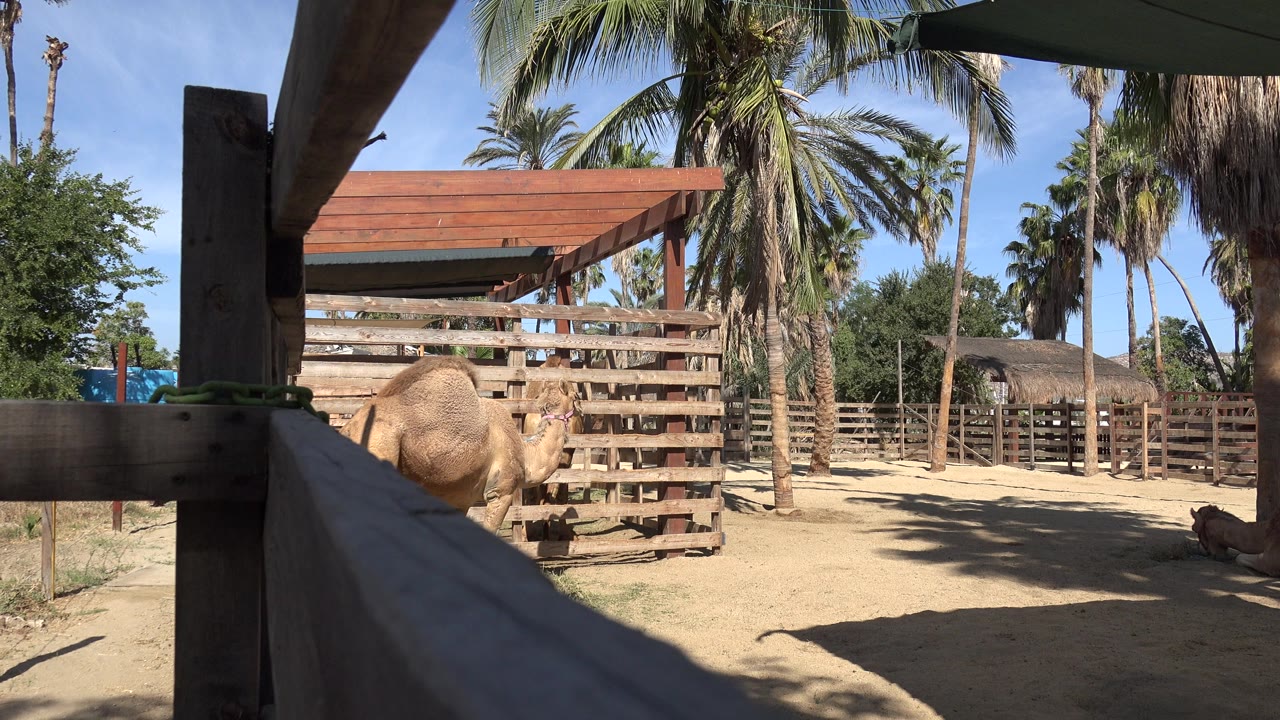 A tan camel stands partly behind a wooden fence in a sandy animal pen in San Jose del Cabo, Mexico, with palm trees and no visible people.