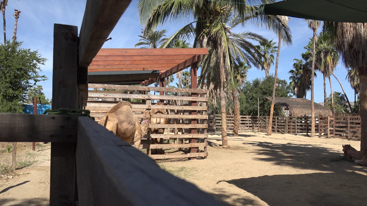 Camel behind fence with palm trunks and blue sky