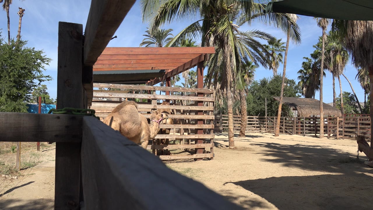 A camel stands behind a wooden fence in San Jose del Cabo, Mexico, with palms, sandy ground, a shaded foreground rail, and no visible people.
