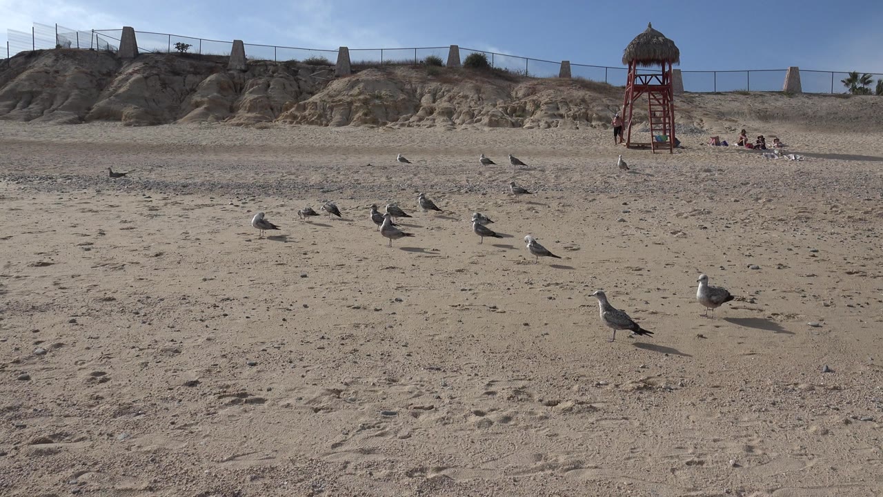 Gulls scattered across a sandy beach with a red lifeguard tower in the background.