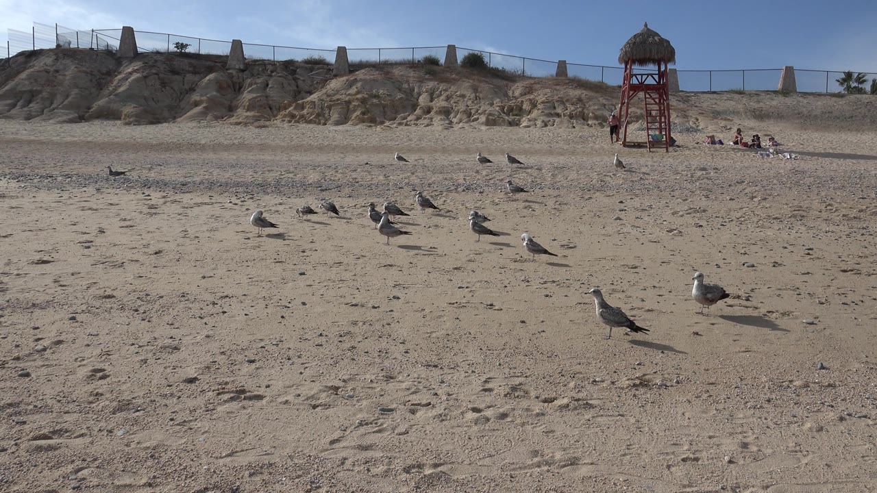 One second in, the Cabo San Lucas beach remains wide and mostly empty as gulls shift across the sand with the red lifeguard tower and a small group of distant people near the dune line.