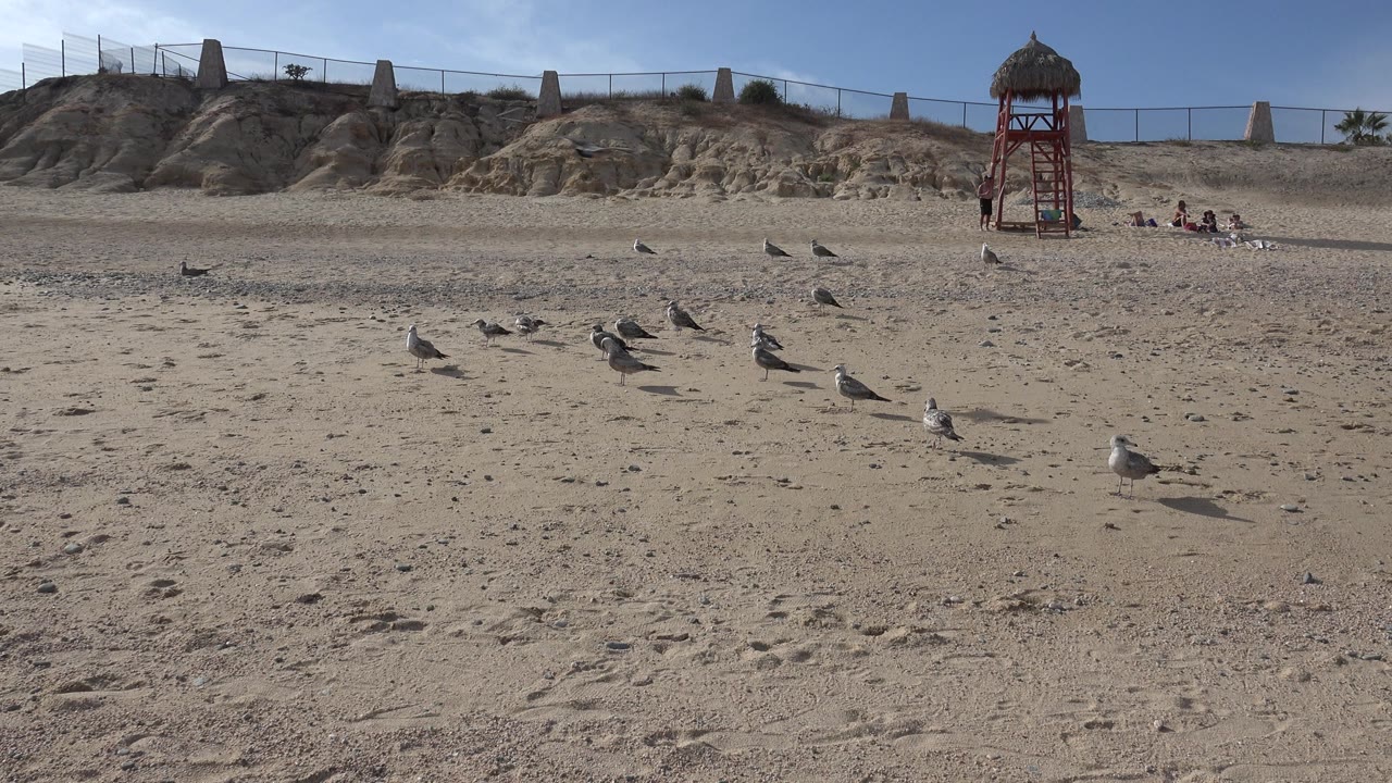 Seagulls stand across a sandy Cabo San Lucas beach with dunes, a fence, and a red lifeguard chair in the background, with no visible people.