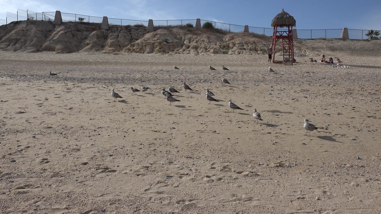 A flock of seagulls remains scattered on sunlit sand in Cabo San Lucas, with the red lifeguard chair near the right side and no visible people.