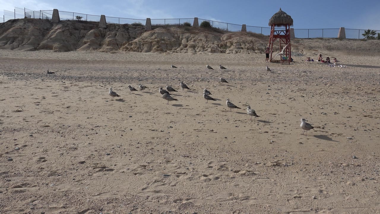 Seagulls standing apart on a beach with footprints and dune ridge.