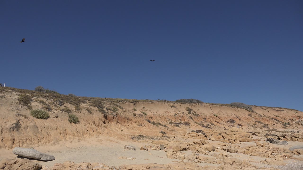 Los Cabos beach landscape with a sandy eroded bank, scattered rocks, low shrubs, and small birds high in a clear blue sky, with no visible people.