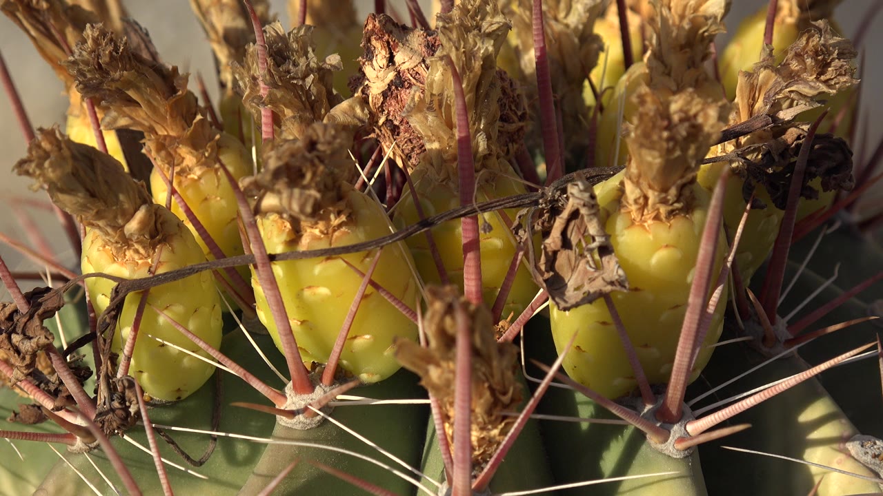 Close-up in Los Cabos, Mexico, showing yellow cactus fruit tucked among pink cactus spines and dry flower remains, with no visible people.