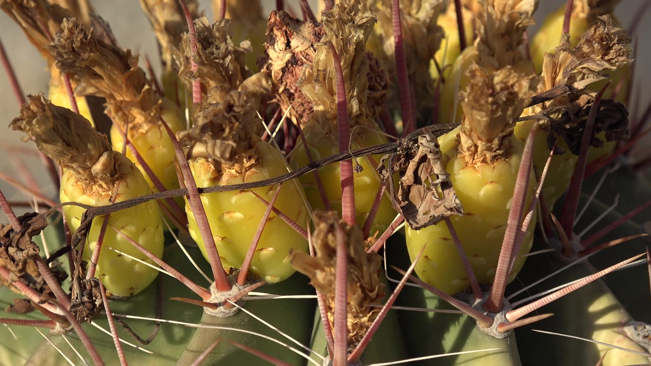 Sunlit Los Cabos cactus fruit sits behind crossing pink spines and papery dried blossoms, with no visible people in the frame.