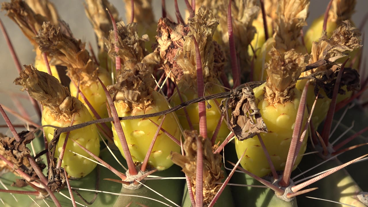 Cactus fruit cluster with dry blossoms