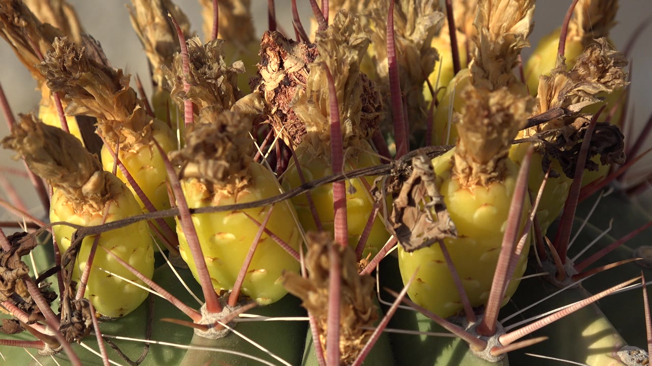 Tight Los Cabos cactus closeup with yellow-green growths, dry brown flower remains, pink spines, white needles, and no visible people.