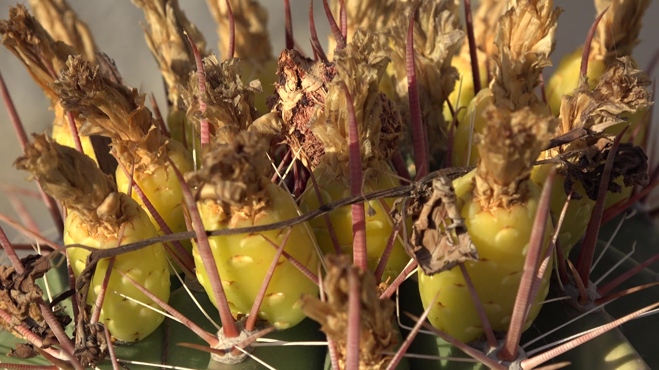 Sunlit cactus closeup with long pink spines crossing the frame.