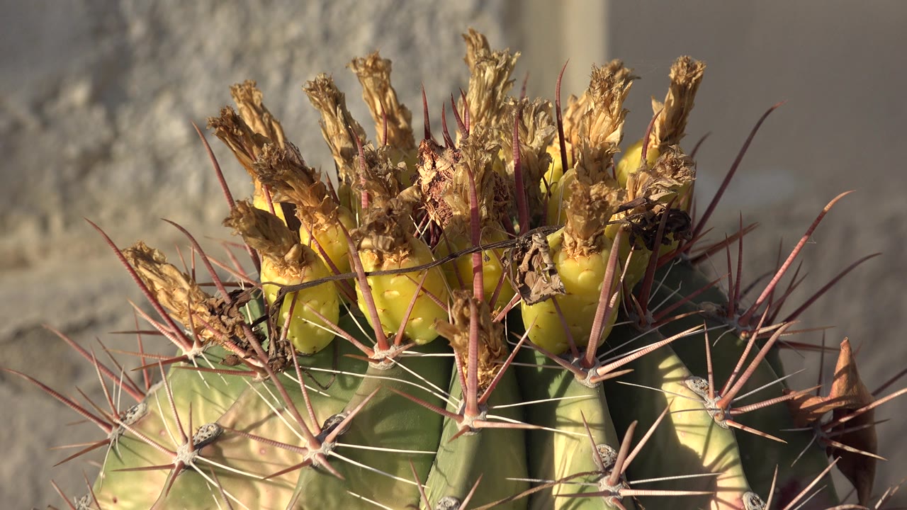 Tight close-up of a spined green prickly plant top against a pale wall