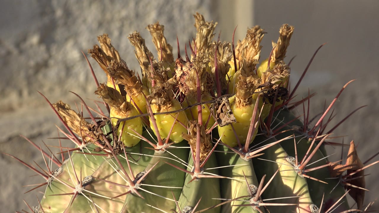 Close Los Cabos frame on the prickly plant's upper section, showing ribbed green flesh, sharp radiating spines, dry brown tips, soft wall texture, and no visible people.