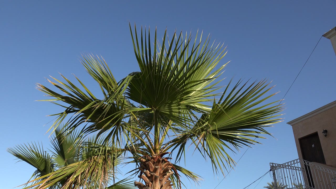Palm fronds against blue sky beside a building edge