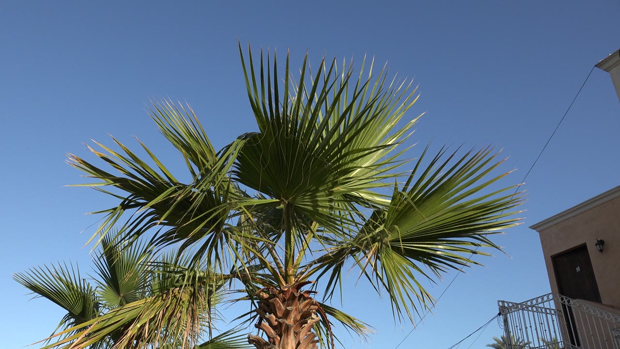 The palm canopy remains high in the frame in Los Cabos, with the trunk below, a balcony railing at right, overhead wire, and no visible people.