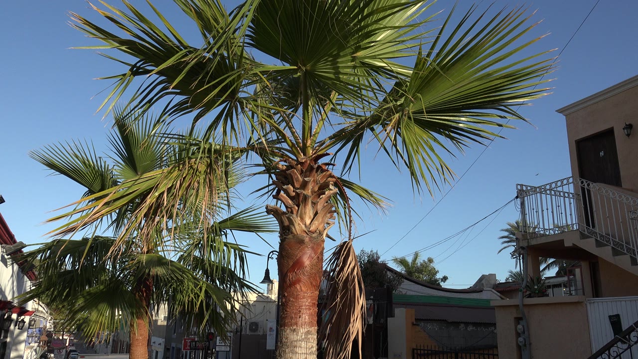 A tall coconut tree stands beside a narrow Los Cabos street with stucco buildings, balcony railings, stairs, overhead lines, and no clearly recognizable people.