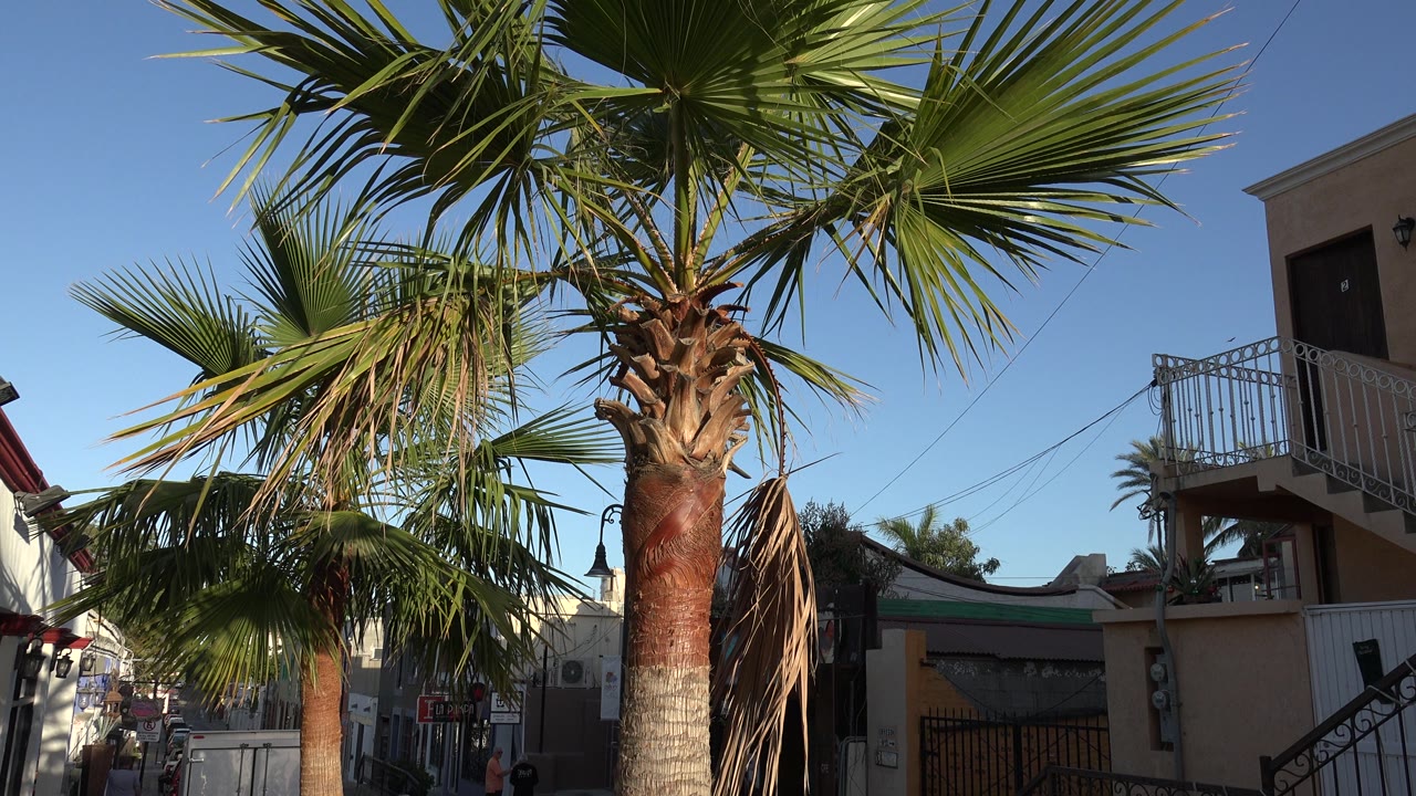 Coconut tree trunk and fronds with balconies and street in the background