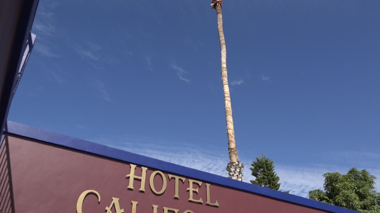 Tall palm trunk above a cropped hotel sign and blue sky.