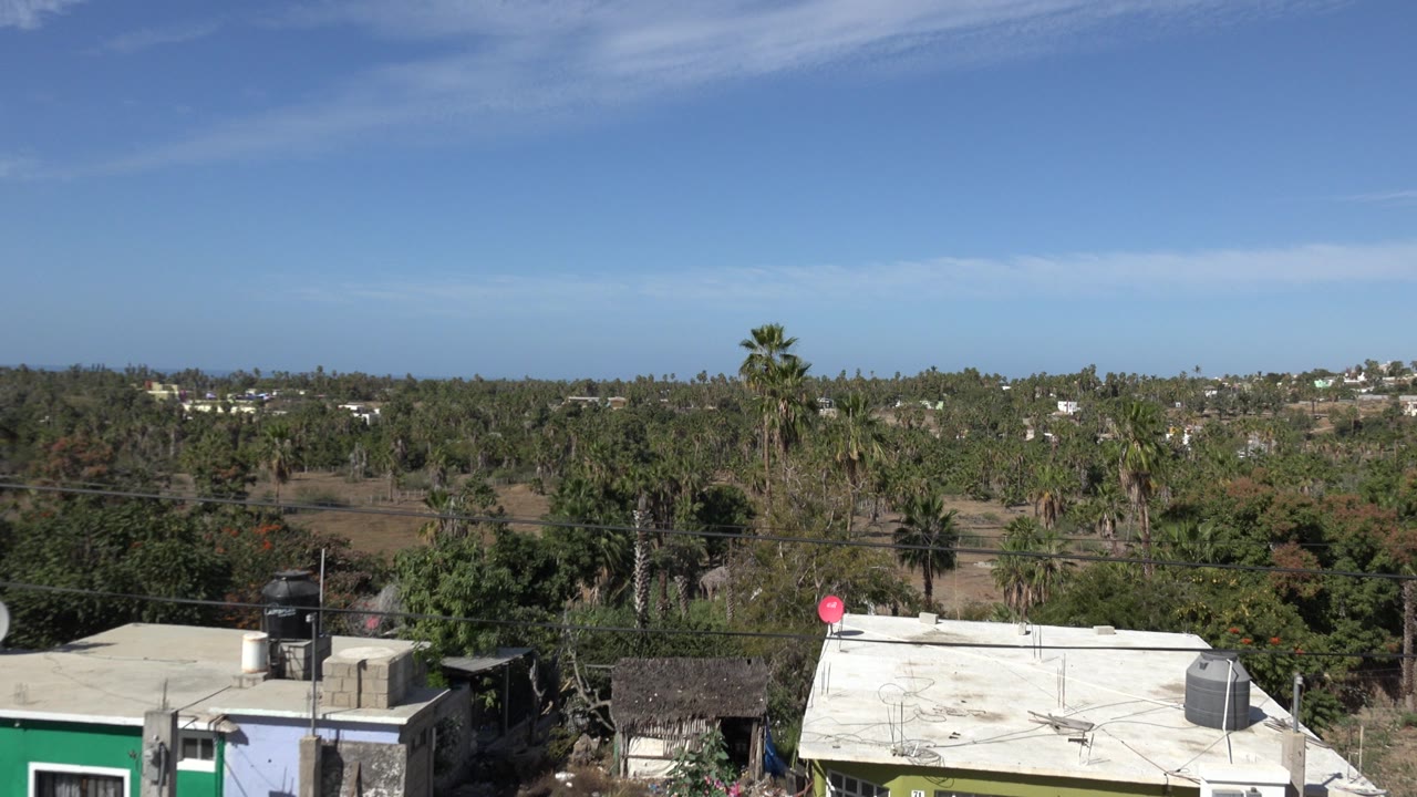 Rooftops and palm-dotted vegetation under a blue sky.