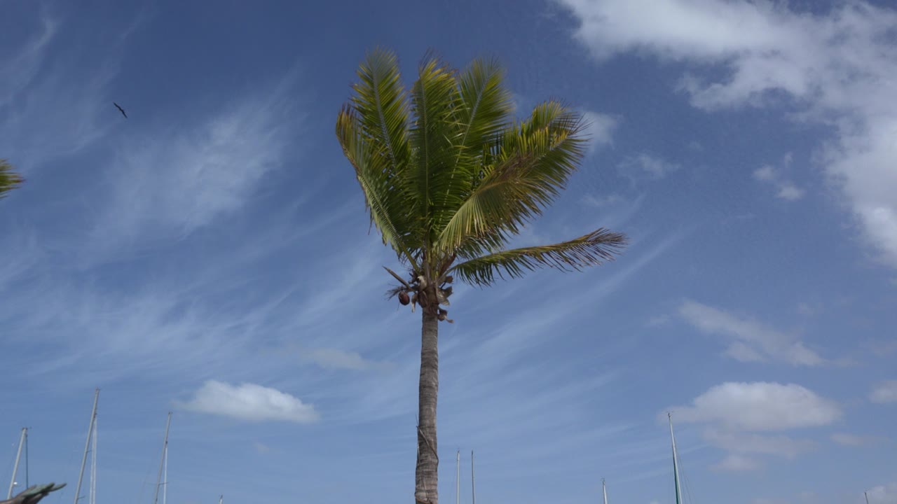 Opening frame of a green palm tree in Los Cabos, Mexico, centered against blue sky with wispy clouds, low mast tips, and no visible people.