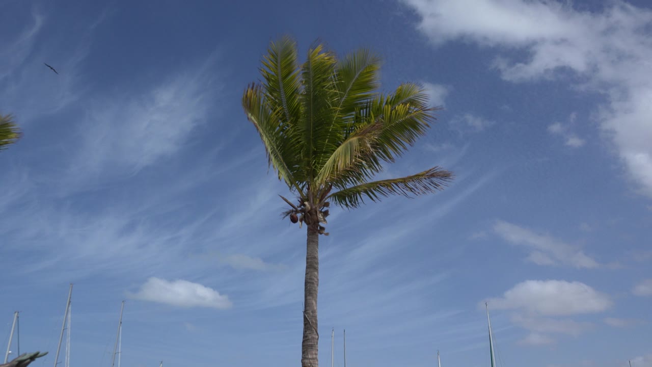 Tall palm tree beside open blue sky and small clouds.
