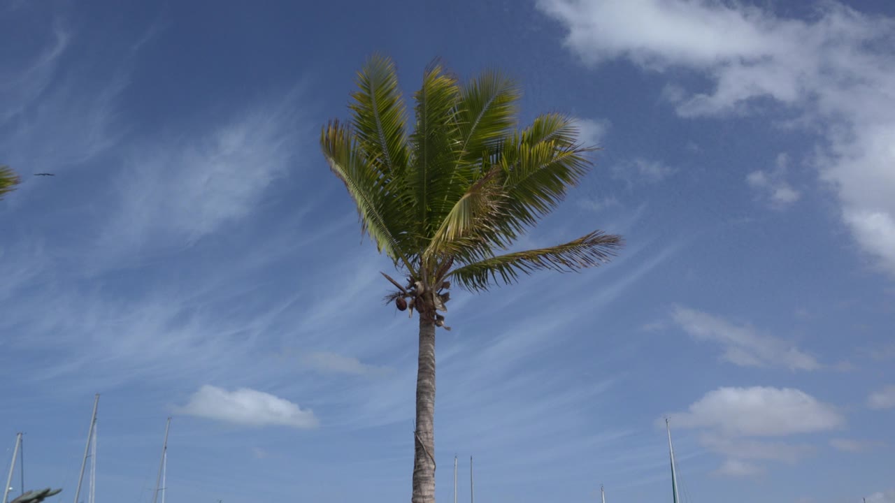 A coconut tree stands near the center of a Los Cabos sky frame, with wispy clouds above, sailboat masts at the lower edge, and no visible people.