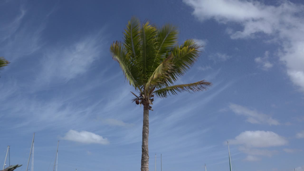 Coconut palm against open blue sky with wispy clouds and distant masts.