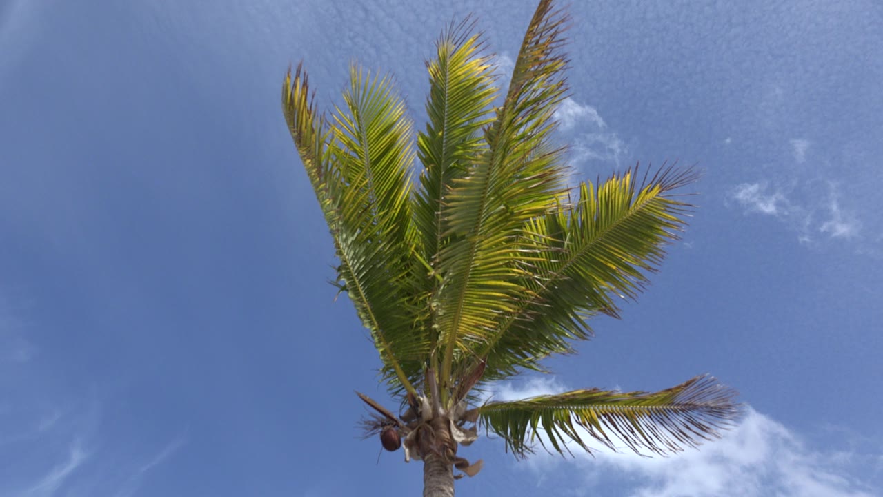 Palm tree fronds against a blue sky with small clouds.