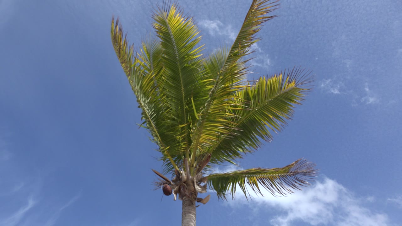 Low-angle view of a palm tree in Los Cabos, Mexico, with fronds spread across blue sky, coconuts near the trunk, and no visible people.
