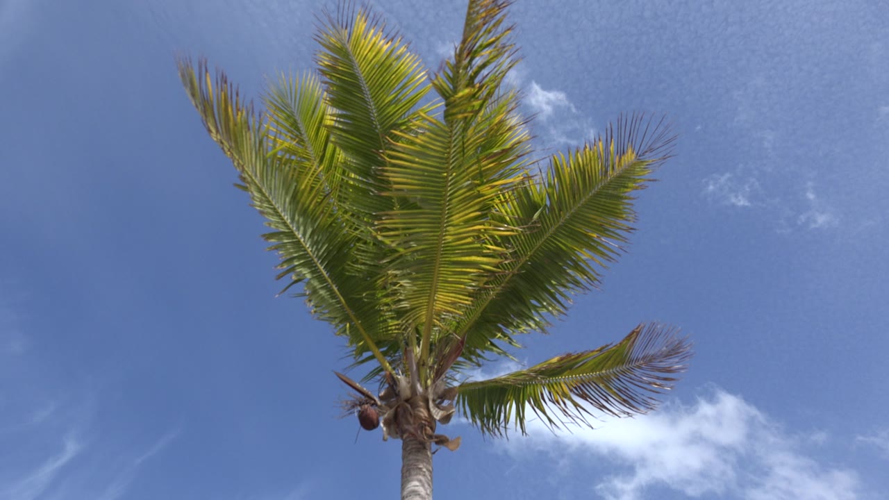 Palm canopy angled across a clear blue sky.