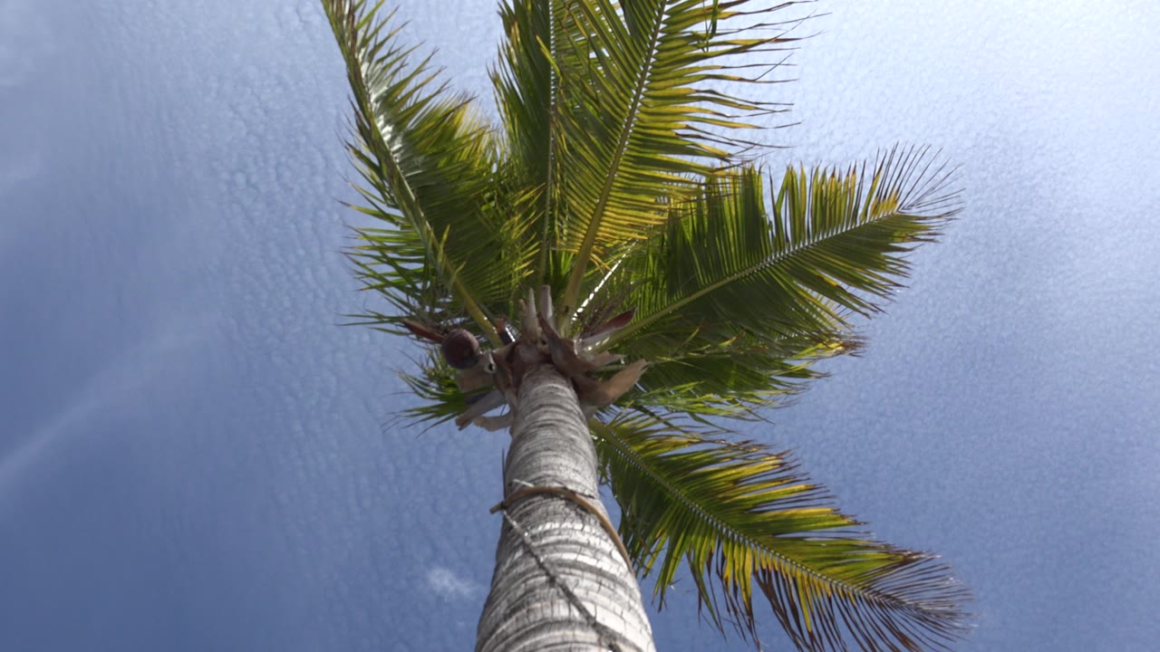At 0:00, a Los Cabos palm tree is seen from below with the trunk rising into green fronds against pale blue sky and no visible people.
