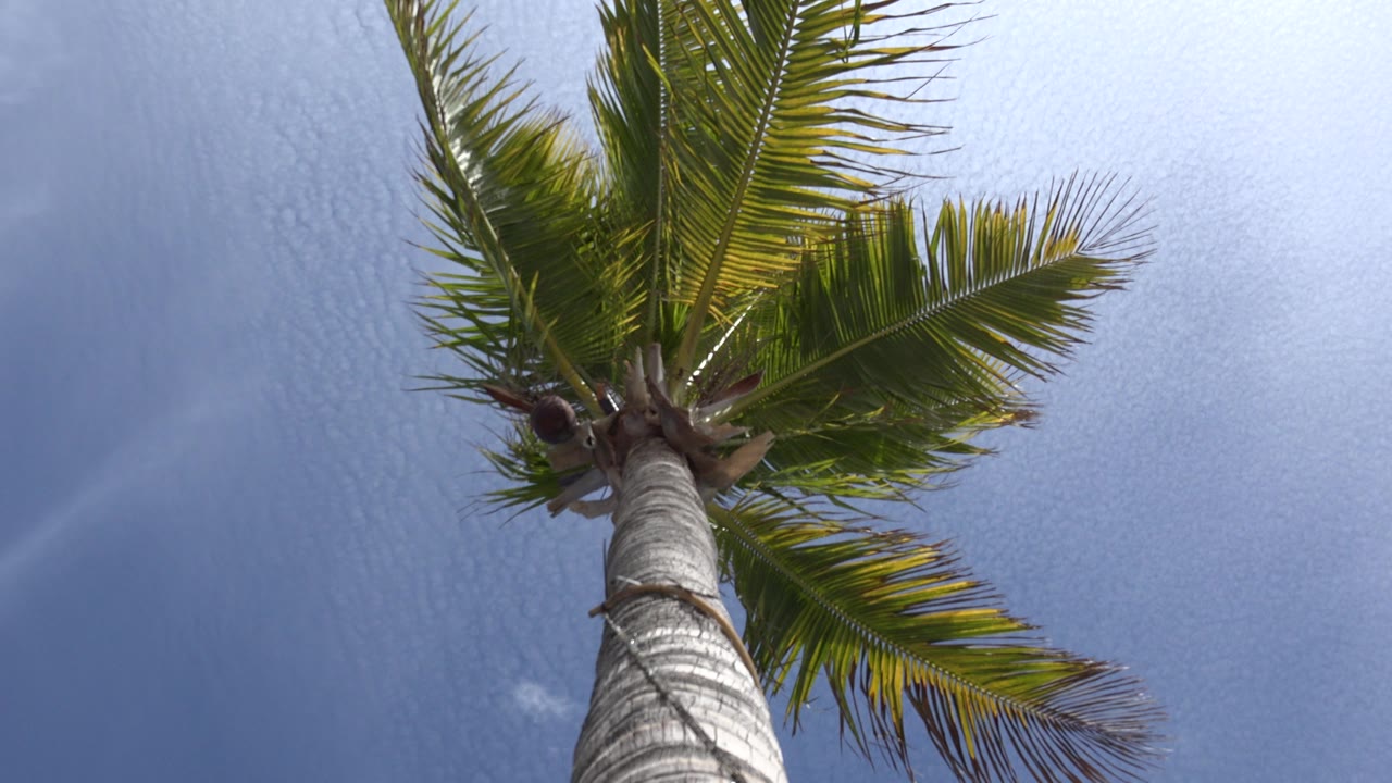 At 0:01, the palm crown fills the upper frame while the trunk angles up from below, with clear sky surrounding the fronds and no visible people.
