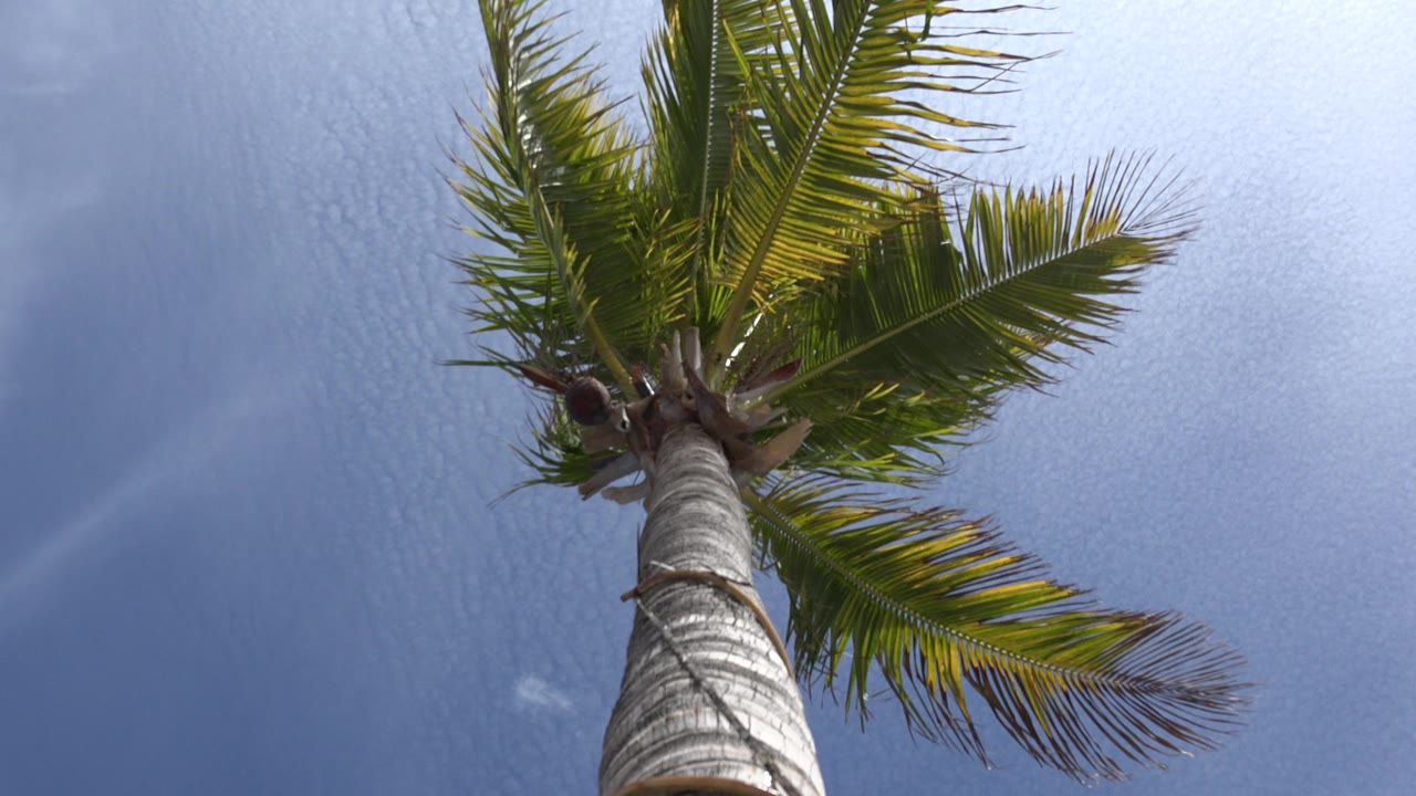 Low-angle view of a coconut palm in Los Cabos, Mexico, with the trunk rising into green fronds and blue sky, no visible people.