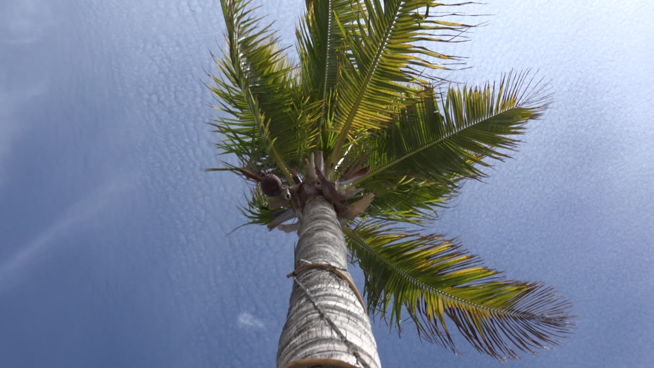 The palm crown sits near the top of the frame in Los Cabos, Mexico, with coconuts clustered by the trunk and bright sky behind, no visible people.