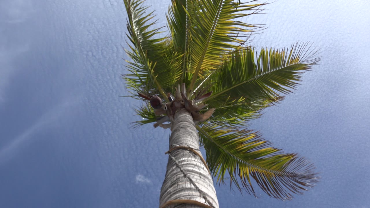 Tall coconut palm trunk leading into winded fronds