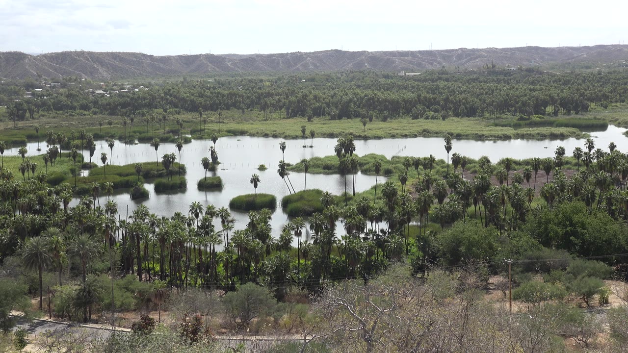 Opening frame of a Los Cabos, Mexico landscape with reflective water, clustered palms, scrub in the foreground, distant dry hills, pale sky, and no visible people.