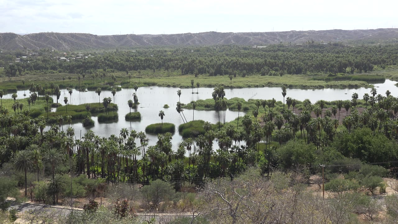 A Los Cabos, Mexico nature frame showing small green islands in still water, tall palms through the center, scrubby foreground plants, distant hills, and no visible people.
