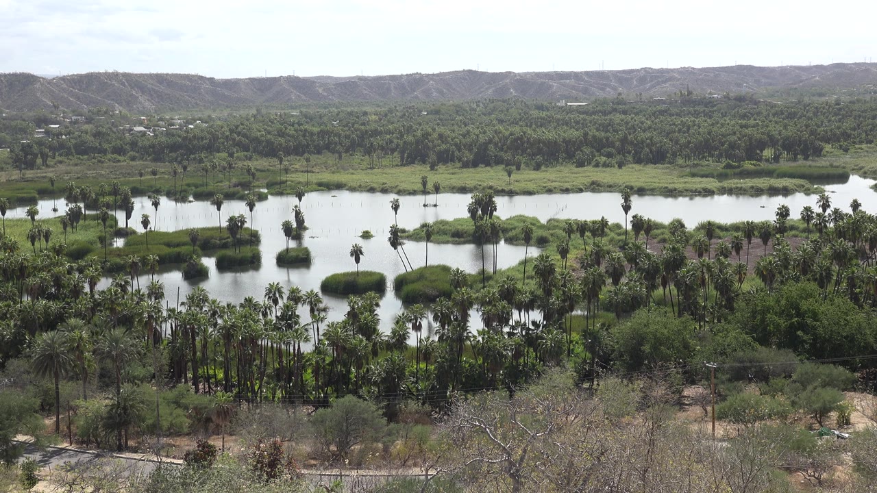 Reflective water and dense palms below a dry ridgeline.