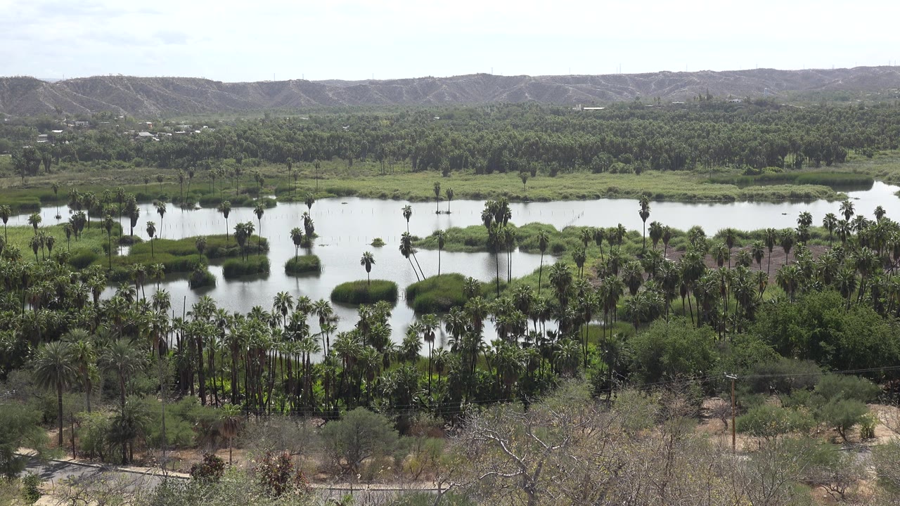 Second frame shows the Los Cabos lake continuing across the midground, with clustered palms, scrubby foreground branches, distant hills, and no visible people.