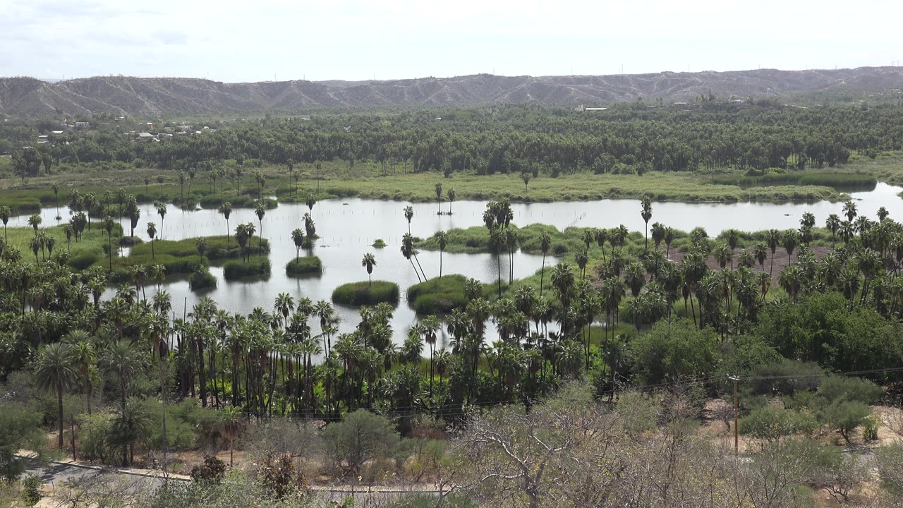 Wide view of water, palms, greenery, and distant hills.