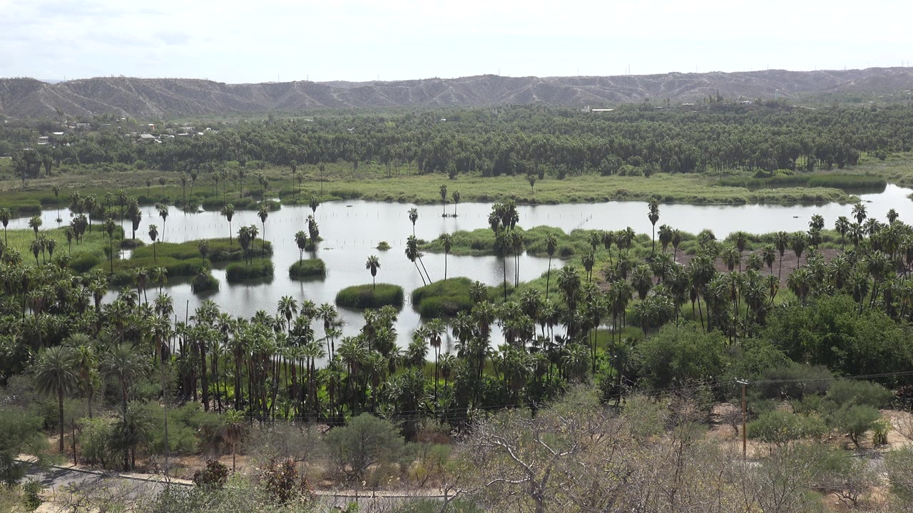 Second frame shows the Los Cabos water body stretching behind palm clusters, with scrub in front, a dark green tree line, distant hills, and no visible people.