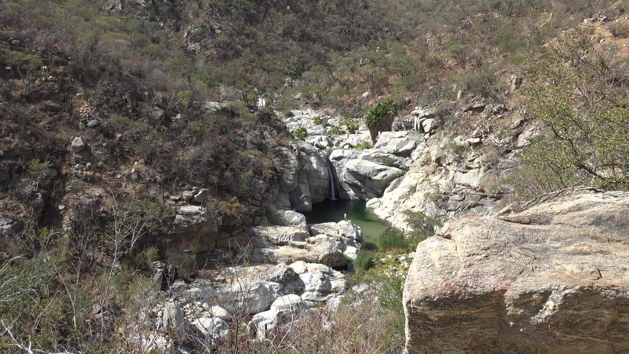 A green creek pool in Los Cabos sits between pale stone ledges, dry shrubs, and a tree branch crossing the right side, with no visible people.